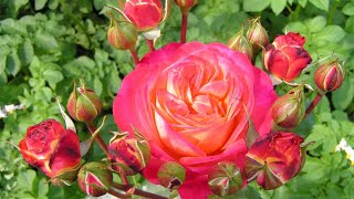 Красивые розы с железным характером. Цветут обильно, устойчивы к жаре, дождю