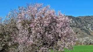 Almendros en flor (Poza de la Sal)