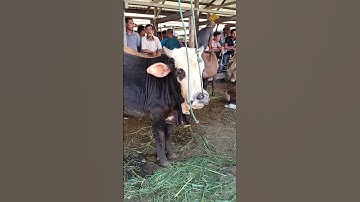 Sapi Moo, Suara Sapi, Sapi Lucu, Sapi Jumbo, Sapi Simental Super #sapi #lembu #cow #conbò #shorts
