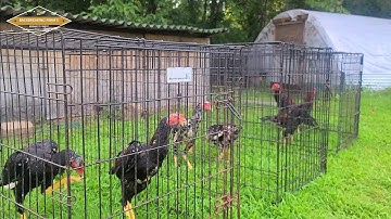 saib qub qaib xwb 08-11-24  | SHOWBIRD | QAIB THAI | SHAMO | ASEEL | PAKOI | GANO I