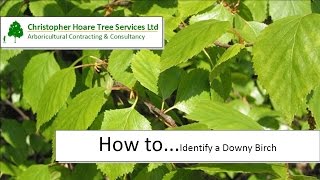 How to identify a Downy Birch
