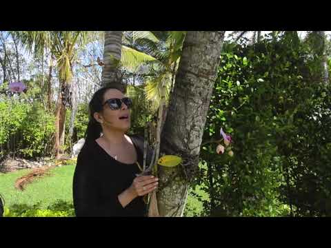 How to Plant Orchids on Trees for Beginners, Orchid Care, Part 2