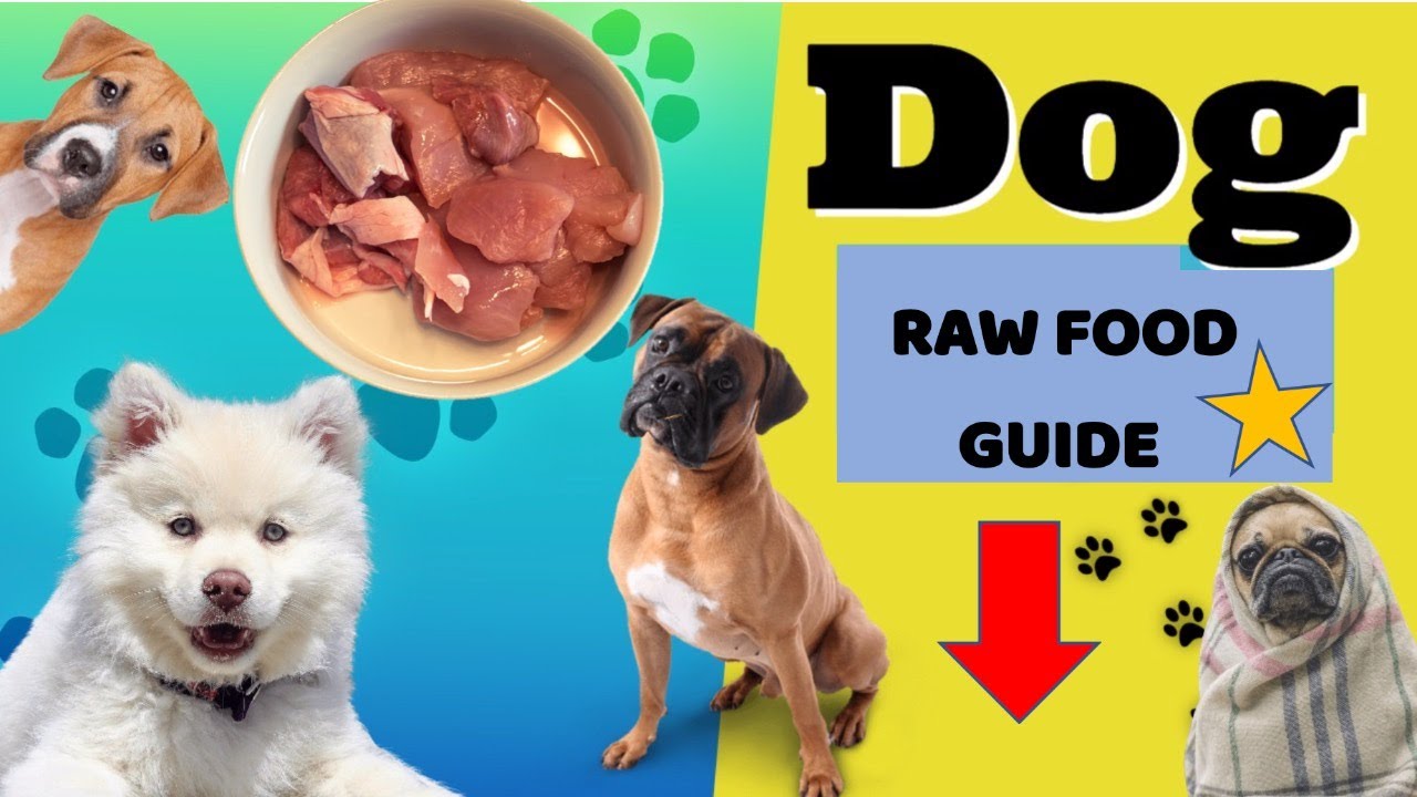 Health Benefits Of Raw Feeding Dogs Dog Raw Food Diet Recipes YouTube