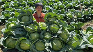 Grandma picks thirty cabbage to make dried cabbage.