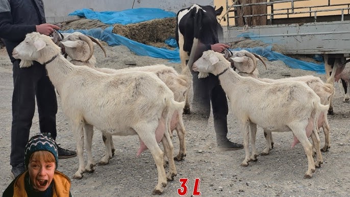 Chochqalar, sigirlar va echkilarning jinsi