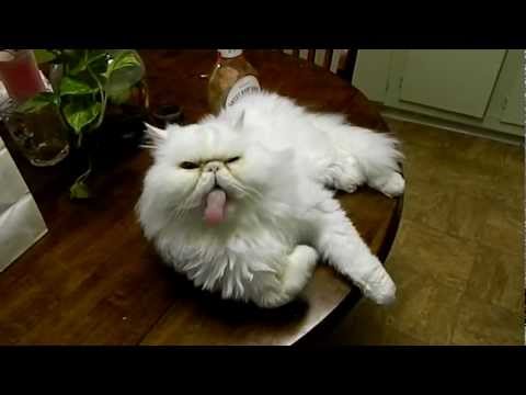 very-funny-persian-cat!