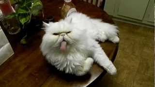 Very Funny Persian Cat!