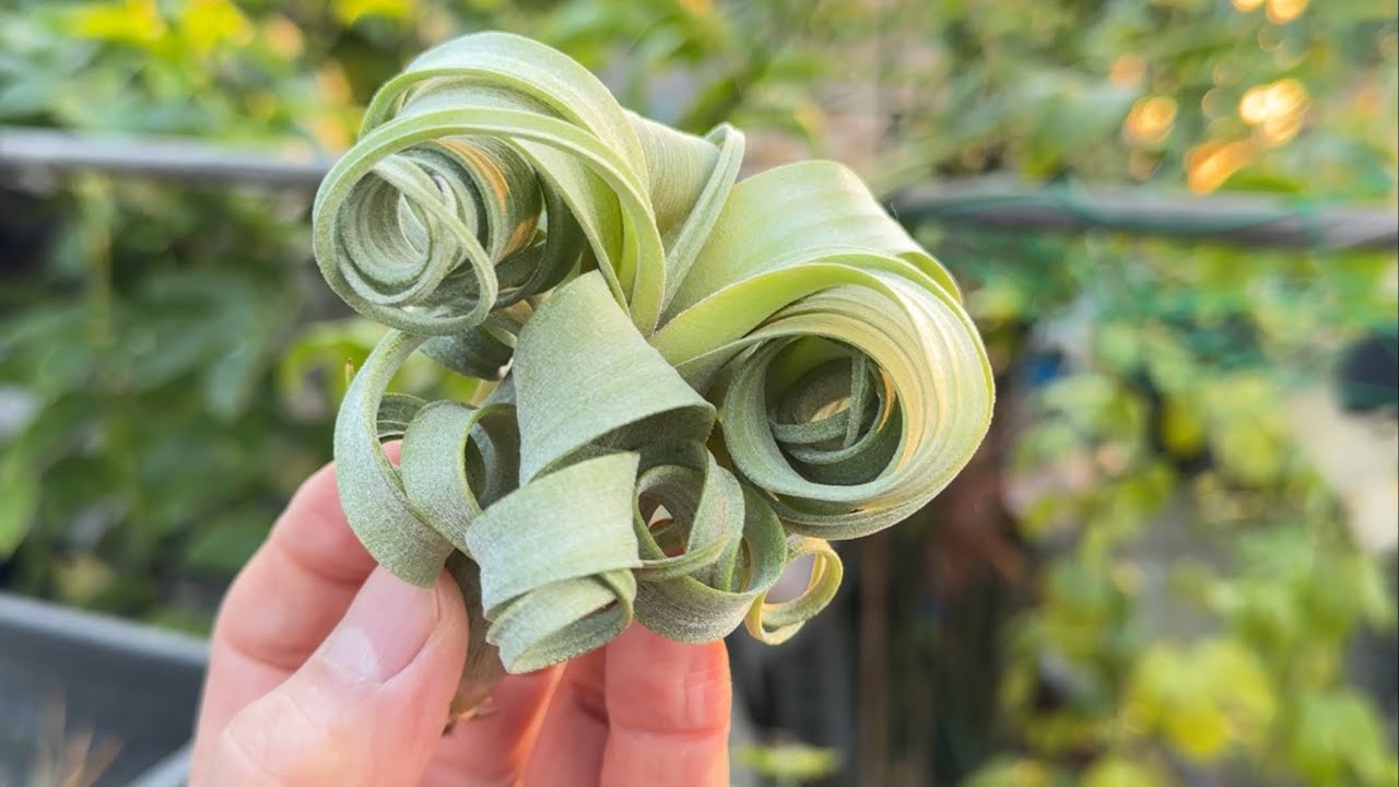 強カ～ル＊チランジア カーリースリムTillandsia Curly Slim(T