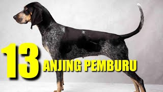 13 JENIS ANJING PEMBURU TERBAIK