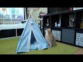 How to get the tent cat nest?