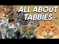 Fun Facts About Tabby Cats We Bet You Didn't Know