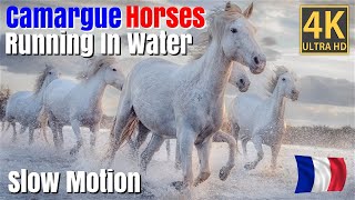 Camargue Horse Running In Water |  Slow Motion