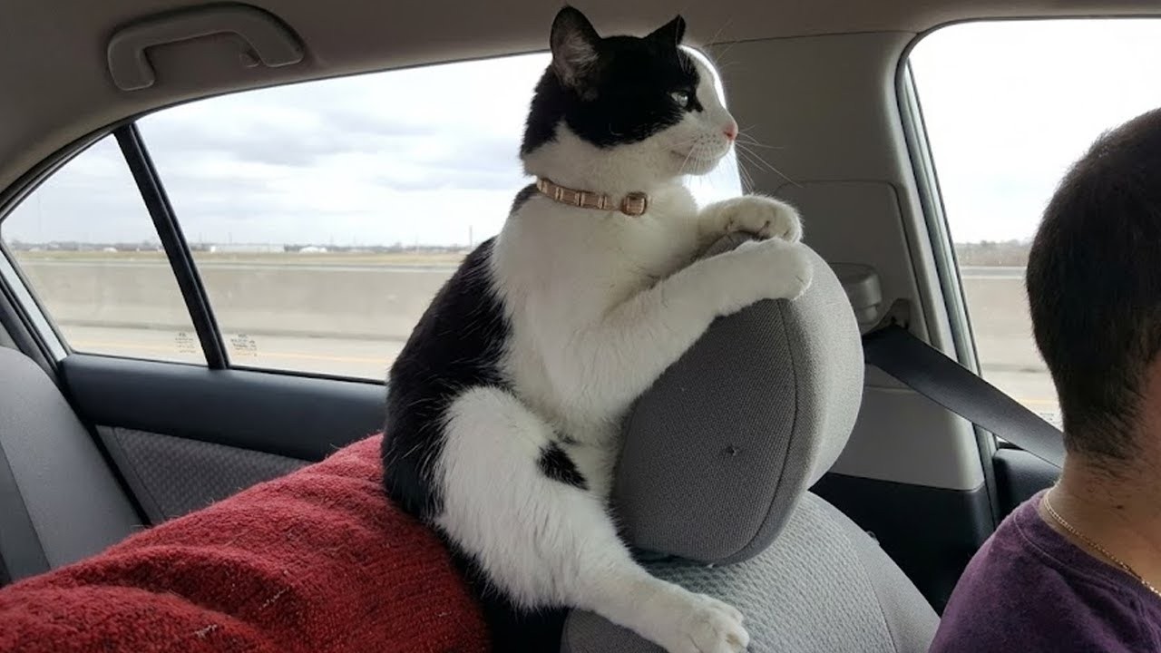 Funniest Pets of 2026 😹 😂 Try Not to Laugh – Part 25