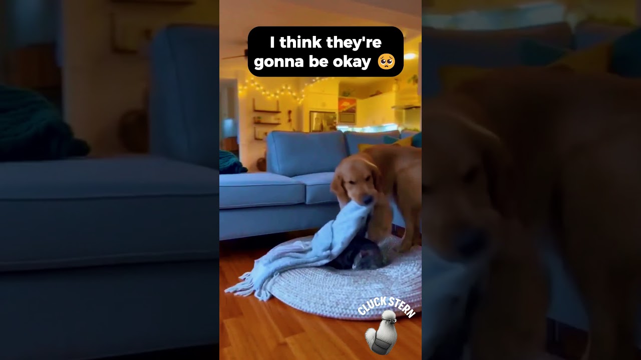 They said dogs hate cats... then this! 🤯 