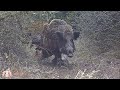 Yenipazar domuz avı fragman /  Wild boar hubting #okaysahin #hugluveyron #wildboarhunt