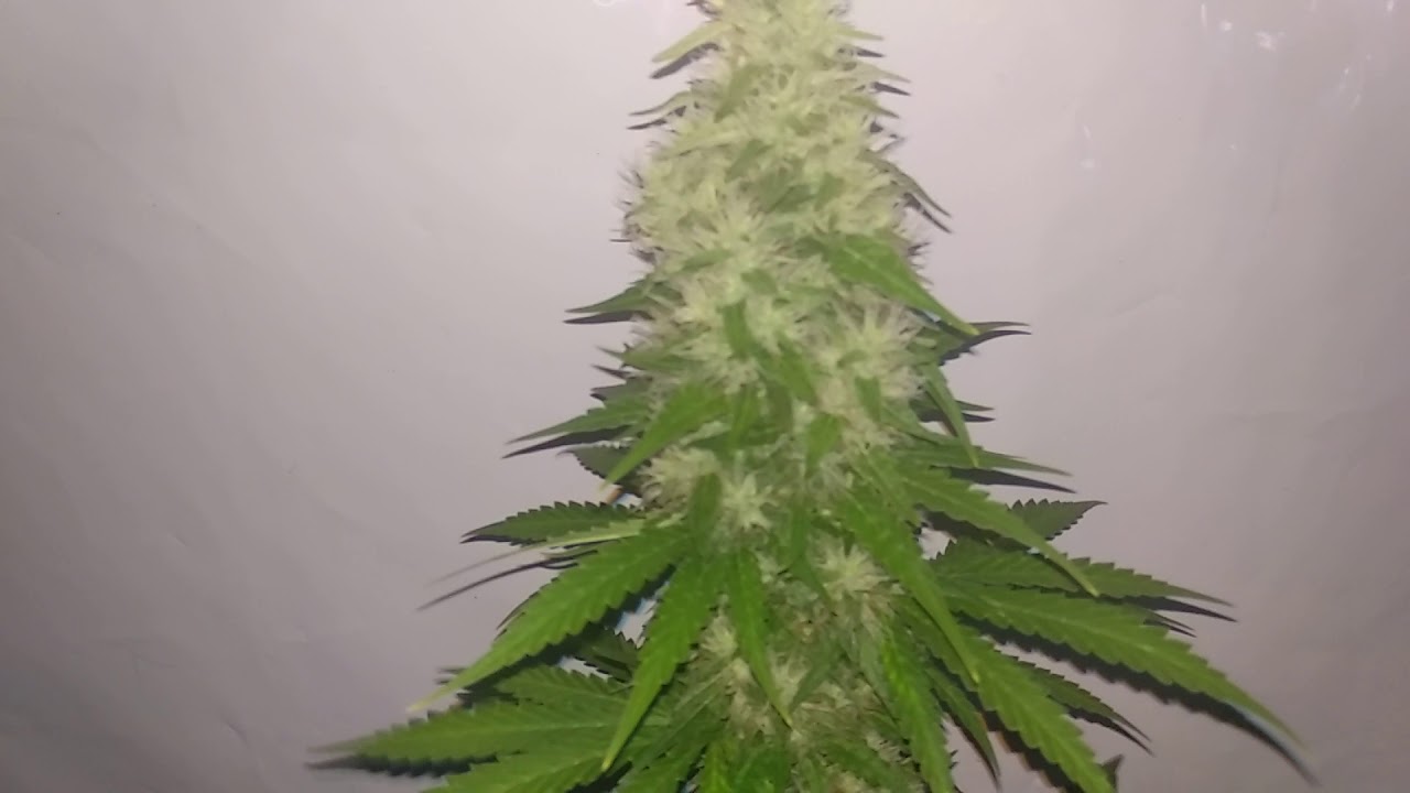Cotton Candy Kush LEC 315w Flowering Week 7 YouTube