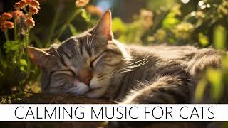 Music that will turn your cat into a JEDI ⭐😺⚔️❤️😄