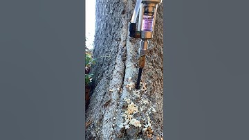 Tree Shot! Tree Injections #treework #treecare #treeservice #arborist #plantcare #healthcare #inject