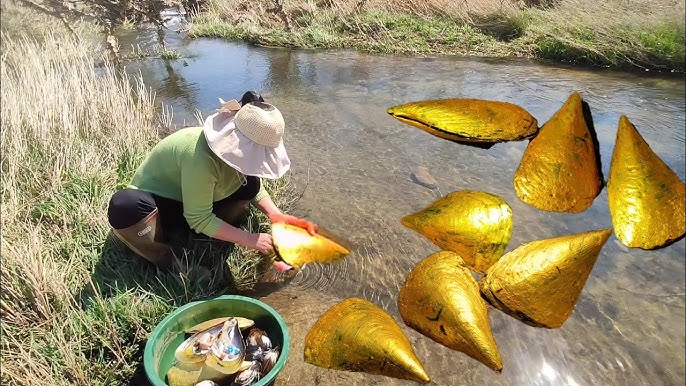 Pearl fisherman gets beautiful golden pearl in huge ugly oyster, also in  perfect shape 