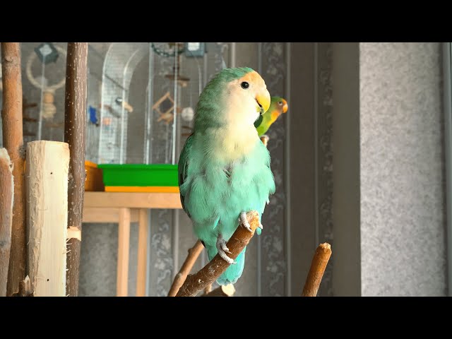 Lovebird is trying to tell her story | lovebird singing & chirping sounds class=