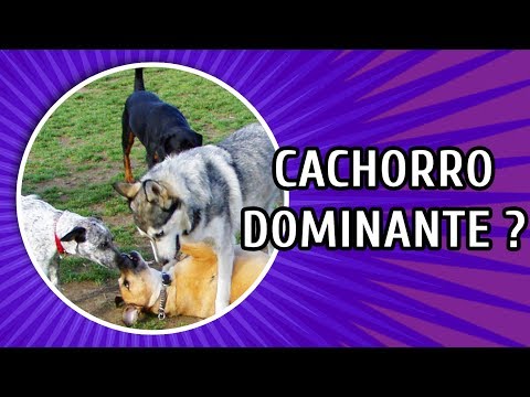 Vídeo: Seu cão é dominante ou submisso?