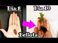 🌳 Como plantar y Germinar Bellotas (Sembrar y Cultivar bellota y encinas • Robles • Alcornoques )