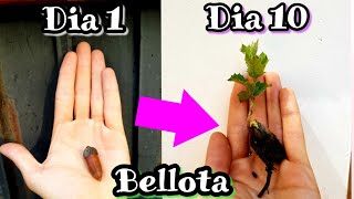 Como Plantar Y Germinar Bellotas Sembrar Y Cultivar Bellota Y Encinas Robles Alcornoques