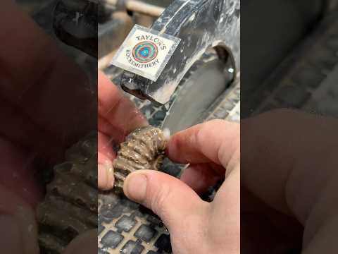 Cutting An Ammonite Fossil From The Cretaceous Period