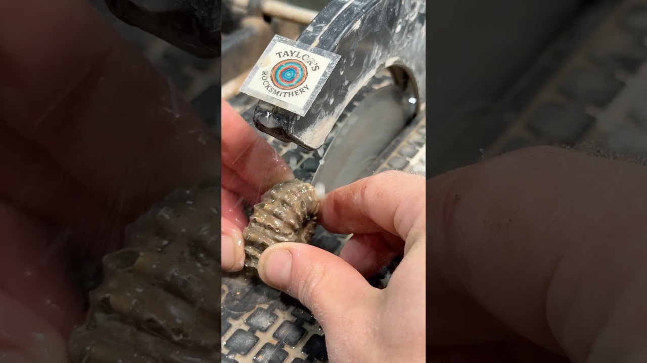 Разделка окаменелости аммонита мелового периода!