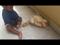 మా బేబీకి కోడి toy అనిపించింది 😅🐔పాపం కోడి: “ఇంకా ఎంత సేపు ఆడుకుంటావ్ రా!” 🤣Baby mischief level