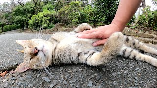 お腹をナデナデされてトロけてしまったキジトラ猫