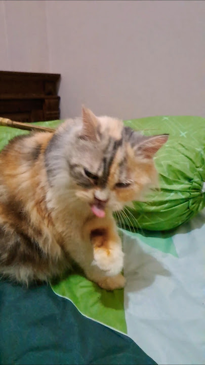 Cute cat looking at its other leg. #cat #cutecat #cutecat #sweetcat #shorts #cute #fyp