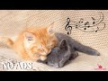Calming Music for Cats 🐈 Relaxing Sounds for Stress Relief, Anti-Anxiety and Deep Sleep