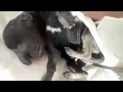 Видео: Волшебный щенок, родившийся в Аргентине, похож на Добби Долгоиграющий близнец Эльфа