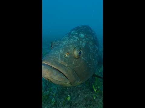 New Study: “Ugly Fish” Are More Likely to Be Endangered