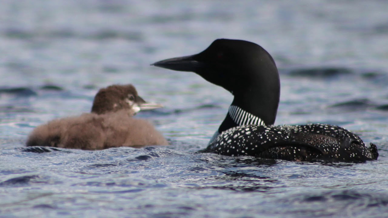 The Nahmakanta Lake Wilderness Camps Is Located In The Fabled North Woods Of Maine Nahmakanta Is A Truly Authentic Wilderness Wilderness Camping Places To Go