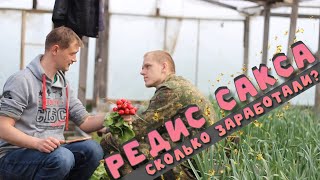 Редис Сакса. Заработок на редиске. Тепличные будни.