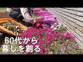 1年前と同じ思い｜やっかいな仕事・癒しの仕事｜落ち葉掃除｜ミモザと芝桜｜雑草で畝作り｜米粉のレモンケーキ