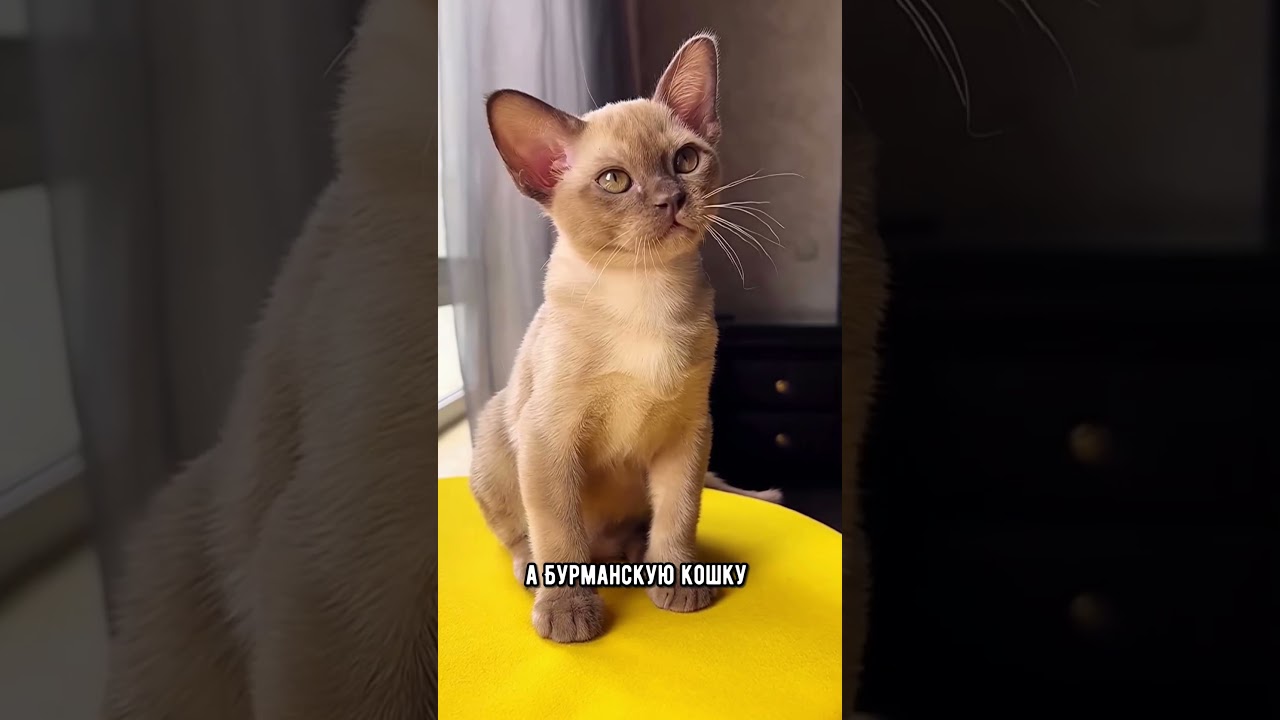 Котопсы или породы кошек,которые характером похожи на собак #кошка #кот #коты