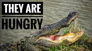 It Is Warming Up And They Are Hungry Alligator Alley Summerdale Al