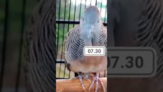 Download Lagu Perkutut gacor dor satrio pitulungan view 13 ribu MP3