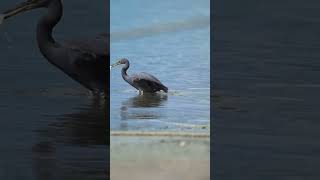 Pacific Reef Heron in Action #birds #birdwatchingparadise #nature #birdwatchingbliss Pacific Reef Heron in Action #birds #birdwatchingparadise #nature #birdwatchingbliss