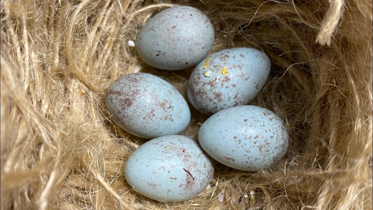 I trattamenti che faccio al nido prima di mettere in cova la canarina -Jason Civale
