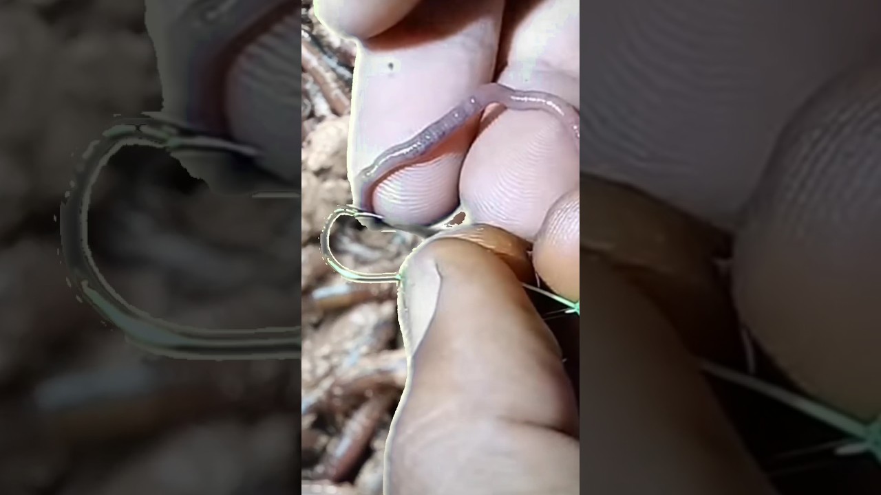 Types of earthworms suitable fior fishing