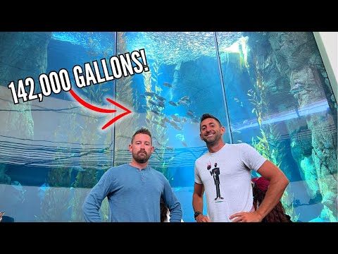 Is Aquarium of the Pacific the Best Public Aquarium?!