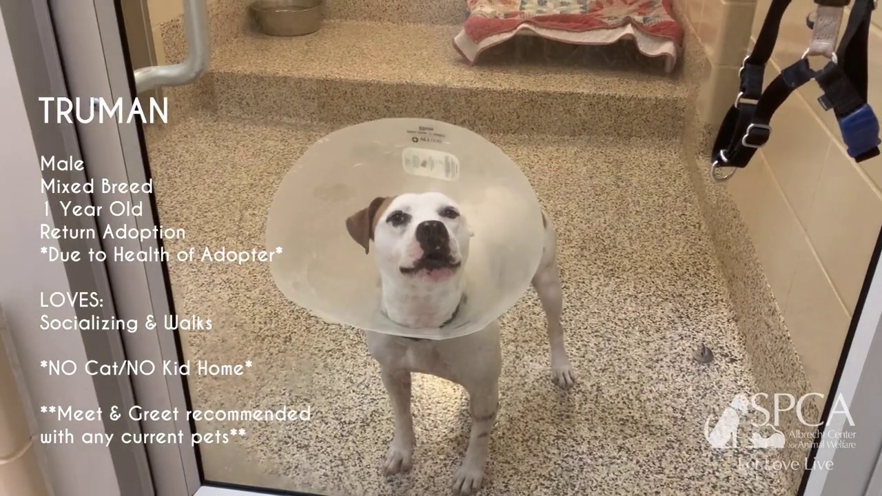 Virtual Dog Adoption 4/6/20 4/12/20 YouTube