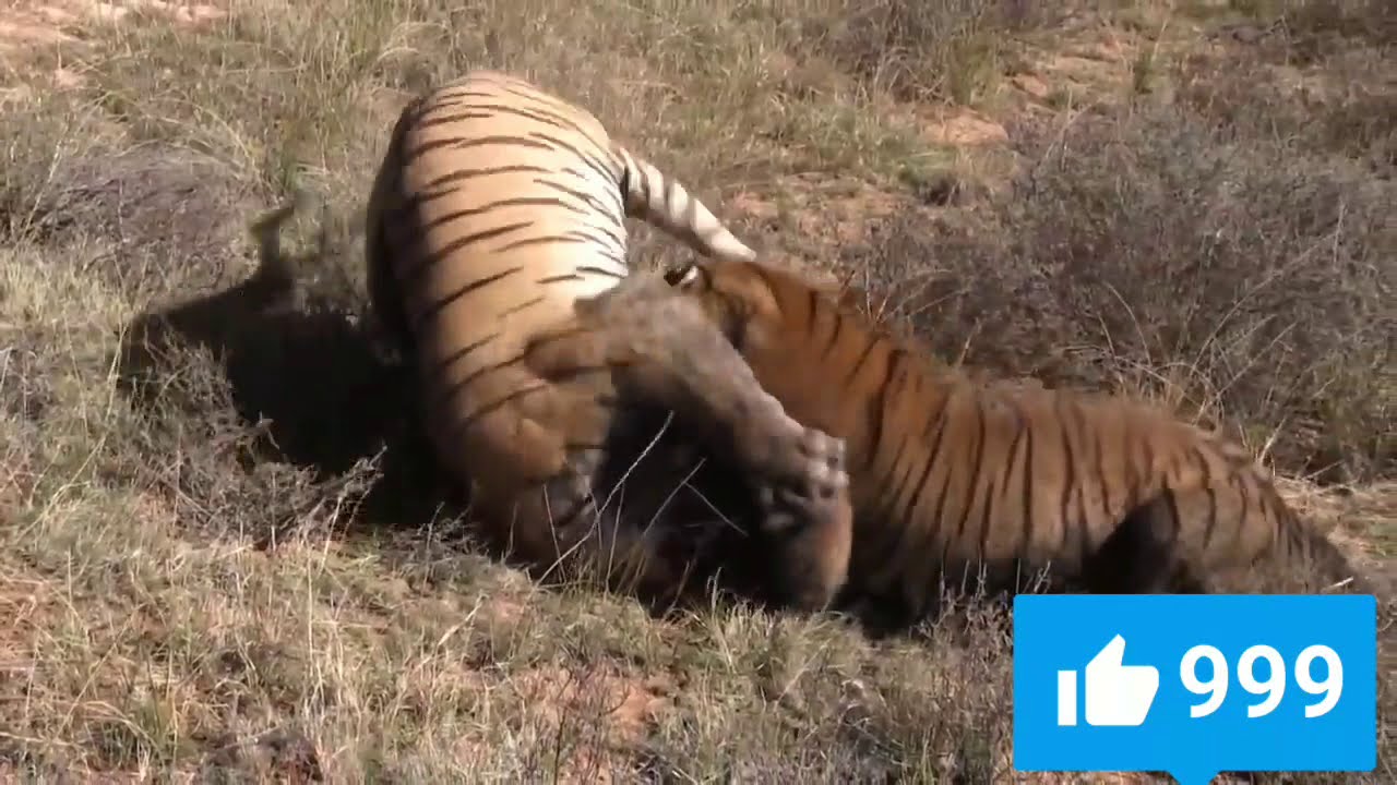 Битва животных в природе видео