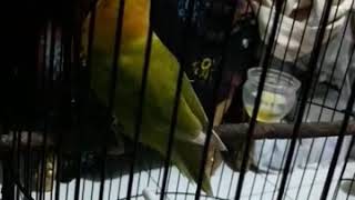 Proses jebol birahi jantan suara hampir