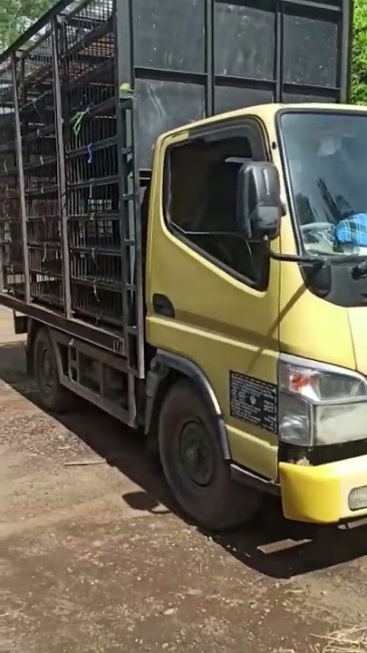 mobil pengankut ayam broiler
