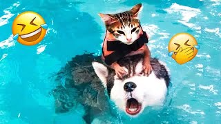 Trending Funny Animals 2024😛Funniest Dogs and Cats😺Part 6